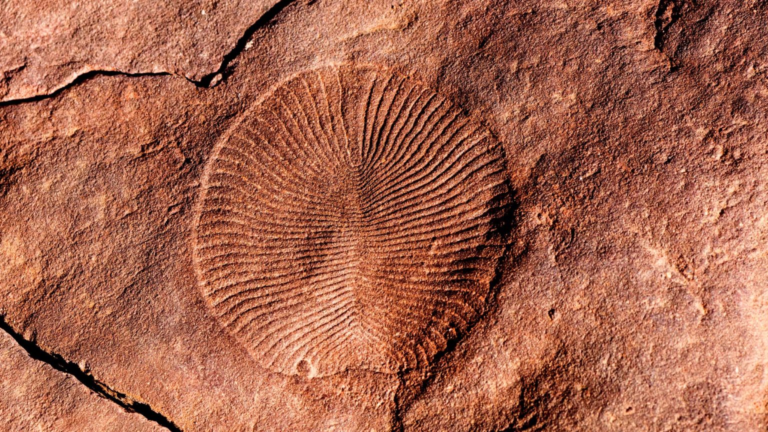 Special Presentation | The Ediacaran fossils of South Australia